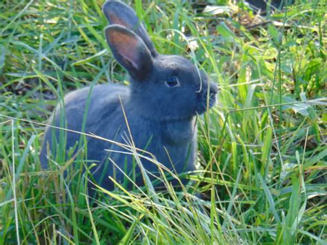 New Zealand Rabbit Breed (Colors, Lifespan & Pictures)