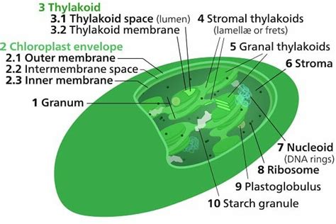 Stroma - Definition and Function | Biology Dictionary