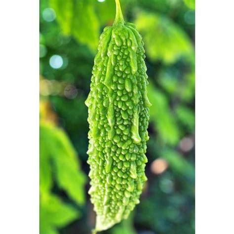 Karela Seeds (Momordica-Charantia) at best price in Bareilly