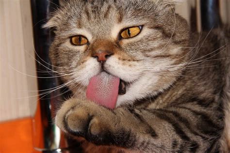 Why Do Cats Have Barbed Tongues? - Cattitude Daily