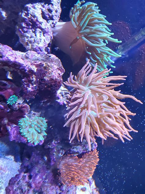 Bubble Tip Anemone Tank (Thoughts?) | Reef2Reef