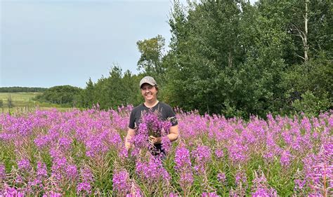 Fireweed Blossoms for Jelly