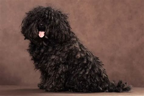 23 of the Top Curly Haired Dog Breeds (w/ Pictures)