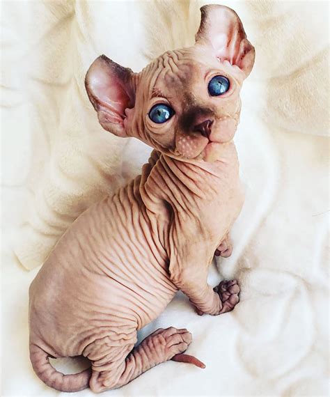 Fotos de gatos Sphynx o Esfinge que harán que los ames