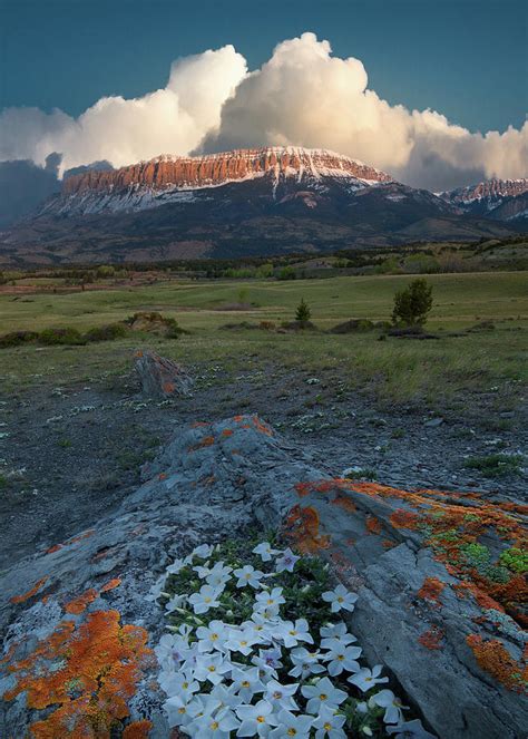 Newly Sprung / Augusta, Montana Photograph by Nicholas Parker