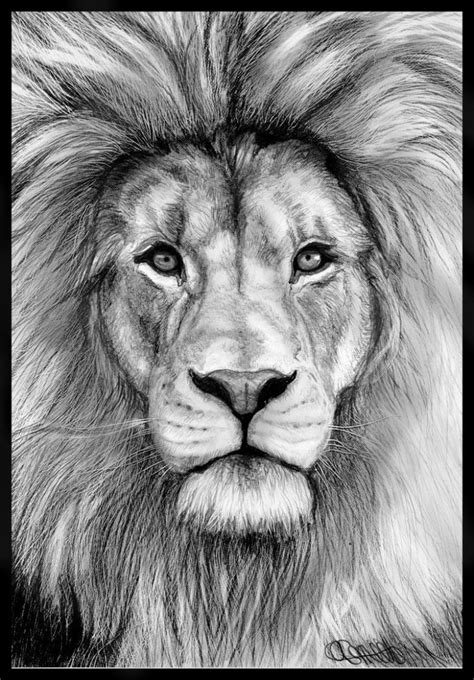 Izu the Lion | Realistic Animal Drawing