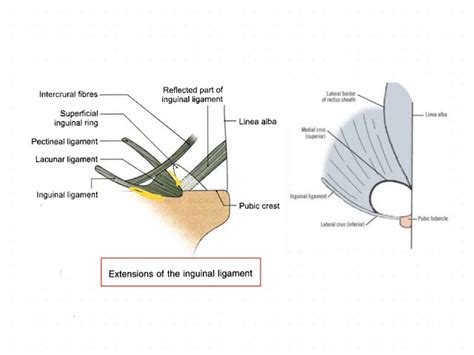 Lacunar Ligament Pectineal Ligament