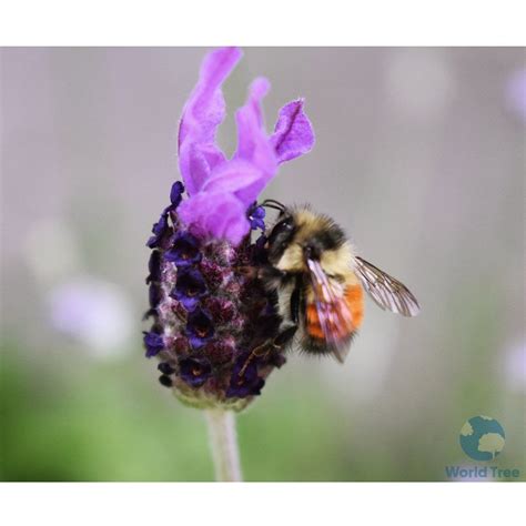 Pollination is a critical ecosystem service and without it only 1/3 of ...