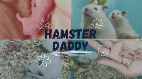 Hamster Family Welcomes Newborns Witness 🐹 the Birth of Our Adorable Babies🐹🐹🐹🐹 - YouTube