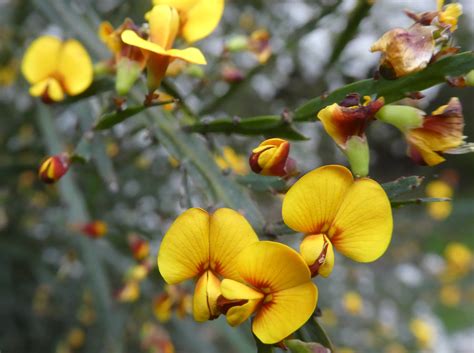 Australian Rare and Threatened Species | Royal Botanic Gardens Victoria