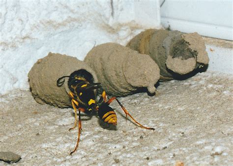 Mud Dauber Wasp Nest Small - Jasna-Strona