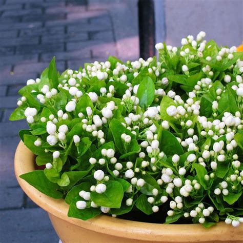 20Pcs Jasmine Plant Seeds Perennial Flowers Seeds Home Garden Decor Pure White Planting Seeds ...