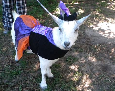 Meh: Goat costume time! (October 2017 nominations)