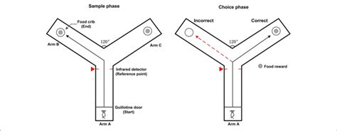 | Diagram of rat working memory task on a Y-maze. The Y-maze apparatus ...