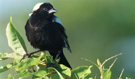 Bobolink - Chicago Wilderness