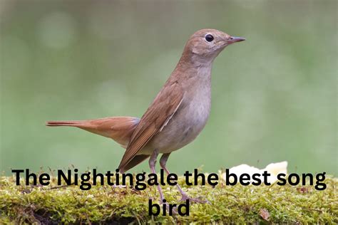 The Nightingale the best song bird - Billybirdy.com