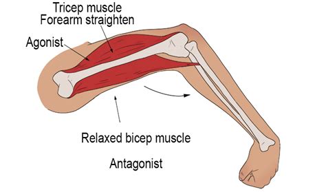 Agonist Muscl - Mammoth Memory definition - remember meaning