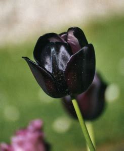 Black Tulip - Tulips Photo (29859708) - Fanpop