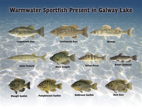 Fish in Galway Lake - Connections: Galway Lake Campers' Association Website