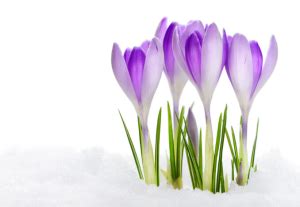 Crocus Flower Meaning - Flower Meaning