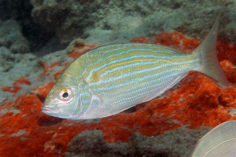 Pinfish (Lagodon rhomboides) - Marine Life Identification