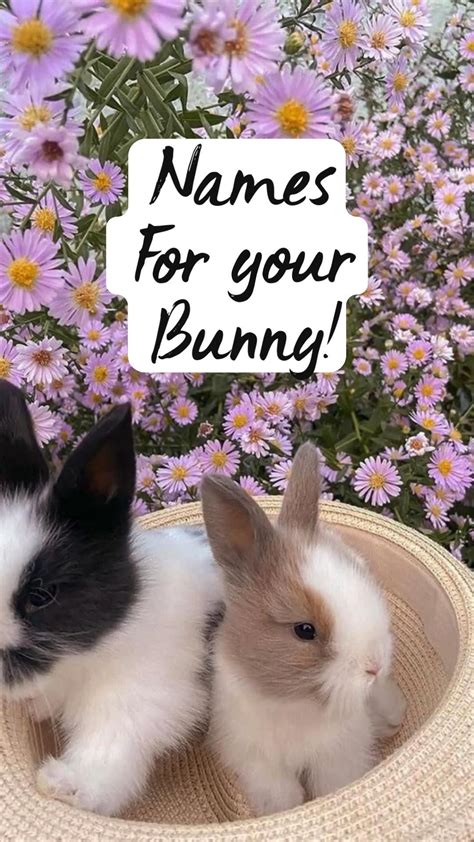 Cute bunny names 650 ideas to call your rabbit – Artofit