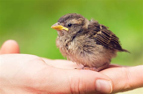 What to do if you find an injured bird