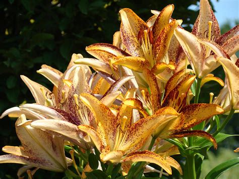 LILY BOUQUET Orange Lily Flowers Botanical Landscape Baslee Troutman ...