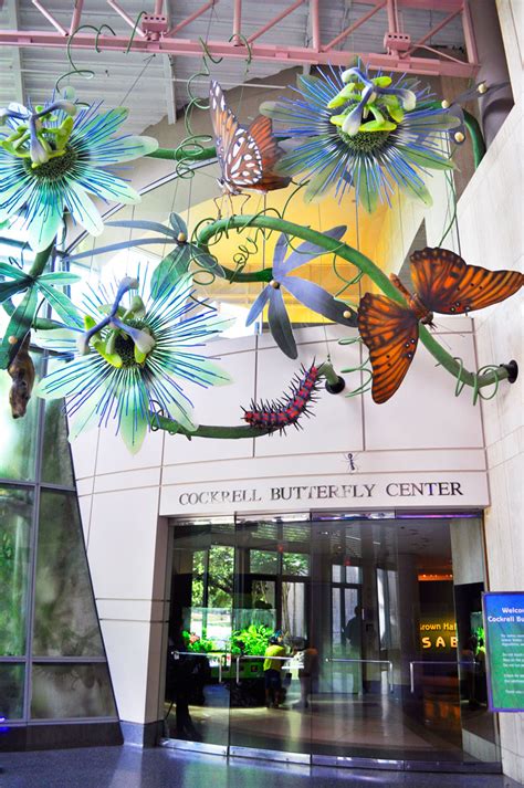 Cockrell Butterfly Center + Contemporary Arts Museum Houston | Cupcakes and the Cosmos Blog