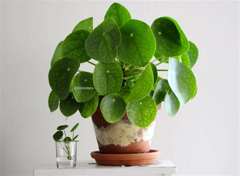 Indoor Planters 2 Pilea peperomioides Home Décor etna.com.pe