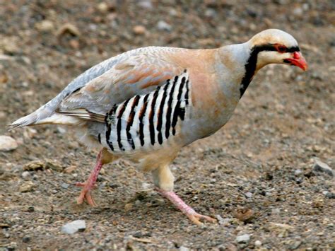 Pin by Nicola Shepherd on pheasant, quail & chucker | Pet birds, Partridge, Game birds