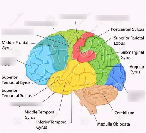 Brain Diagram, Motor Controls, and Disorders Diagram | Quizlet