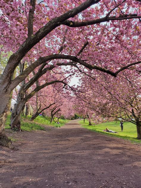 Central Park Cherry Blossoms – Mike Bowlby