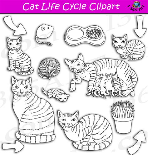 Cat Life Cycle Clipart Set Download - Clipart 4 School