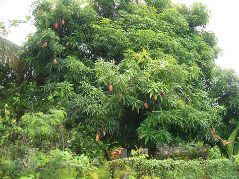 File:E9211-Nadi-mango-tree.jpg - Wikipedia