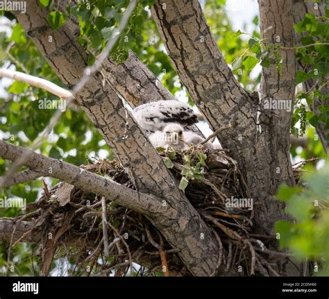 Red tailed hawk nest Stock Photo - Alamy