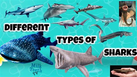 Different Types of Sharks with Pictures Facts and size comparison - scgceramics.com
