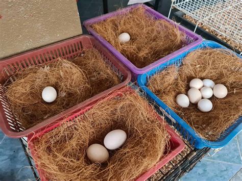 Sebright Chicken: Eggs, Height, Size and Raising Tips