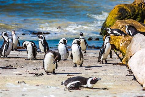 Table Mountain National Park (Official GANP Park Page)