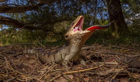 Eastern bluetongue lizard - Australian Geographic