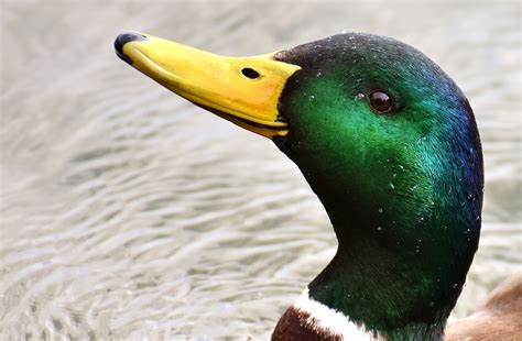 Duck Mallard Drake · Free photo on Pixabay