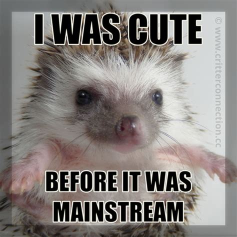 Pin by Alexandre Cruz on Hedgehog Memes, Funnies, Quotes and Misc ...