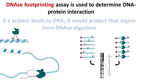 Dna Footprinting / This technique has been used in diverse medical fields and research areas ...