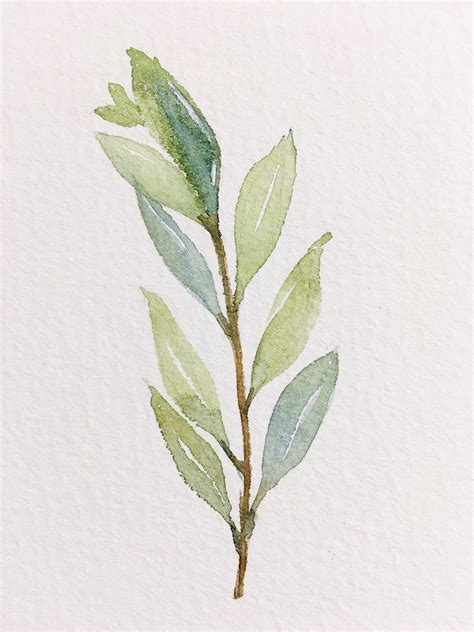 Olive Branch Watercolor at GetDrawings | Free download