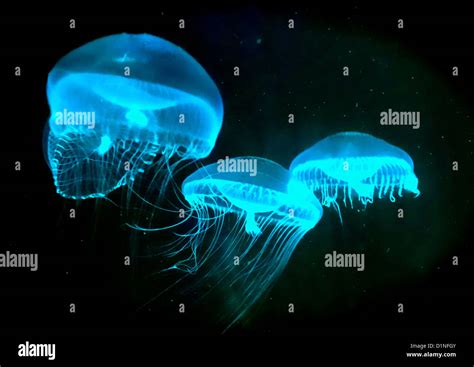 Crystal Jellyfish (Aequorea victoria Stock Photo, Royalty Free Image ...