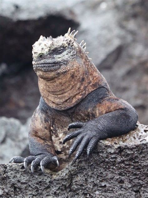 Galapagos-Marine-Iguana | Rettili, Animali, Snorkeling