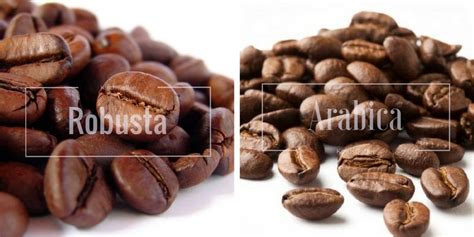 Robusta coffee hits four-year high - Kirehalli