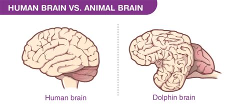 Major Difference Between Human and Animal Brain