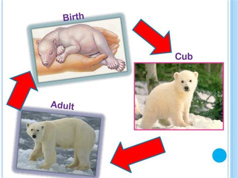 PPT - The Polar Bear Life Cycle PowerPoint Presentation - ID:2778861