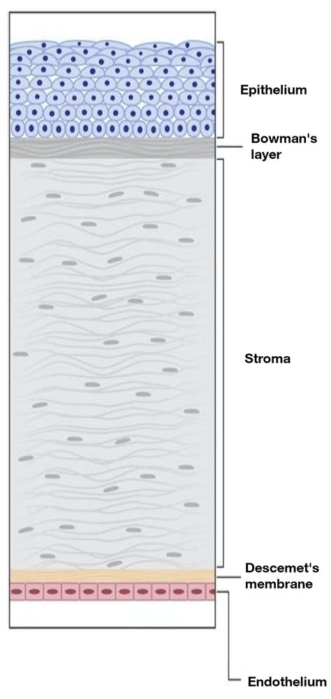 Corneal Epithelium Layers